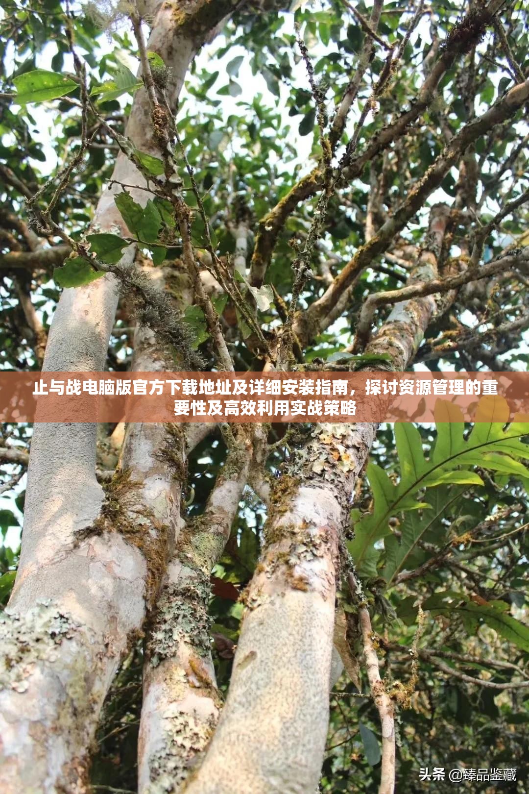 止与战电脑版官方下载地址及详细安装指南，探讨资源管理的重要性及高效利用实战策略