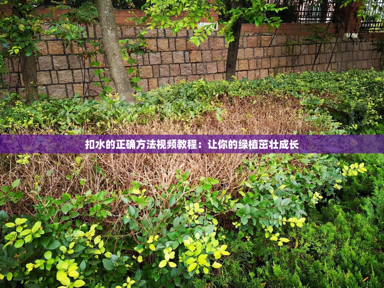 扣水的正确方法视频教程：让你的绿植茁壮成长