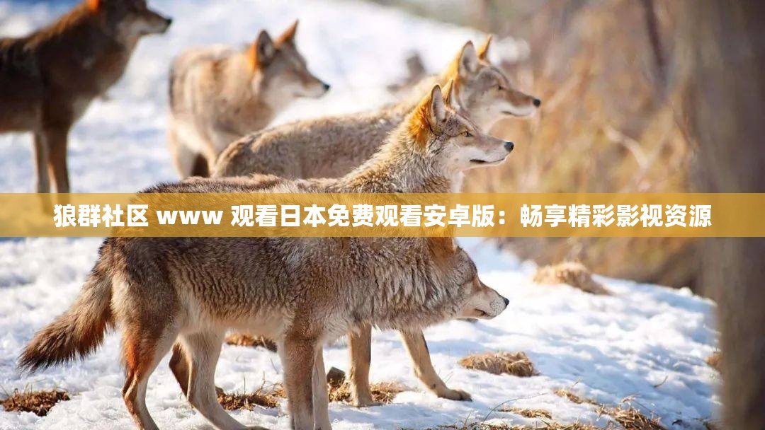 狼群社区 www 观看日本免费观看安卓版：畅享精彩影视资源