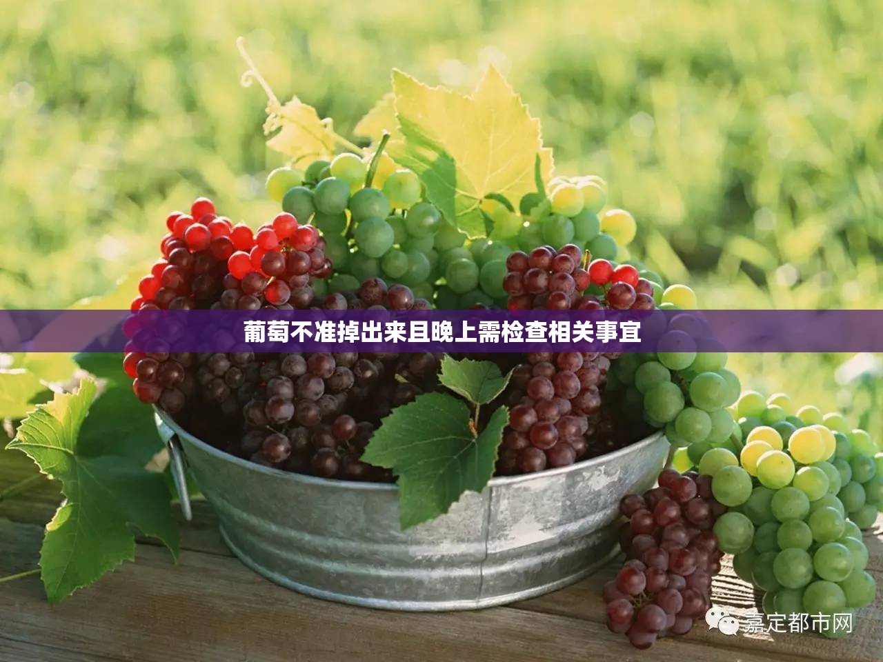 葡萄不准掉出来且晚上需检查相关事宜
