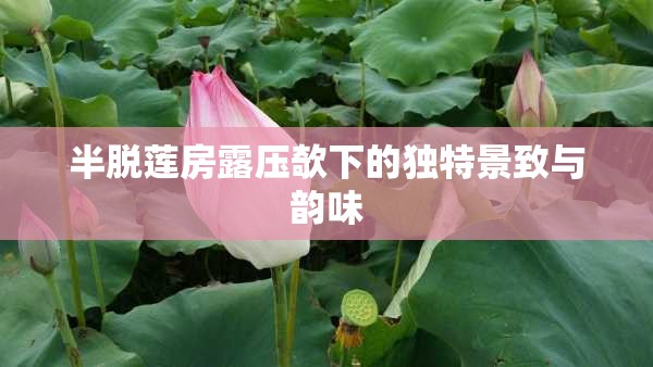 半脱莲房露压欹下的独特景致与韵味
