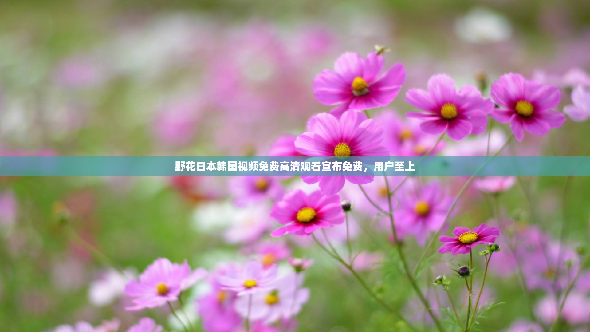 野花日本韩国视频免费高清观看宣布免费，用户至上