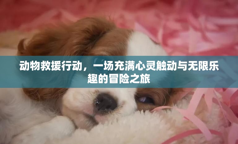 动物救援行动，一场充满心灵触动与无限乐趣的冒险之旅