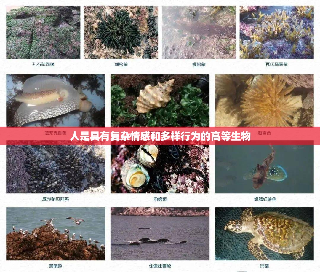 人是具有复杂情感和多样行为的高等生物
