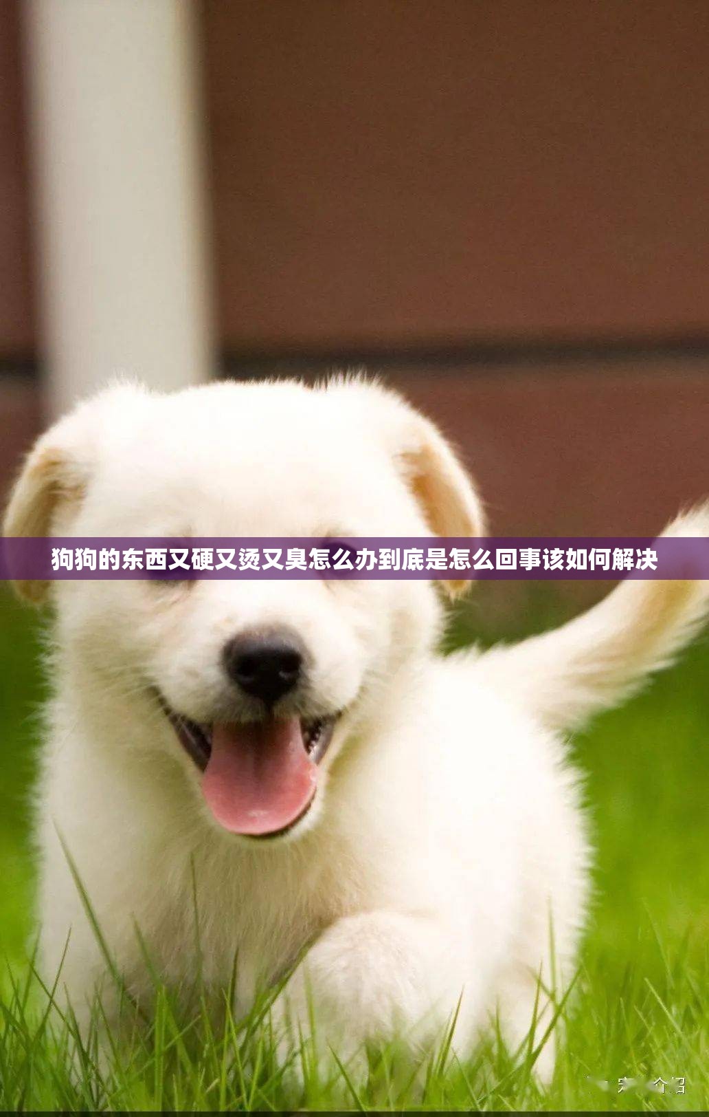 狗狗的东西又硬又烫又臭怎么办到底是怎么回事该如何解决