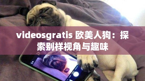 videosgratis 欧美人狗：探索别样视角与趣味