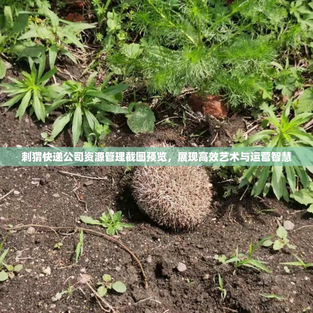 刺猬快递公司资源管理截图预览，展现高效艺术与运营智慧