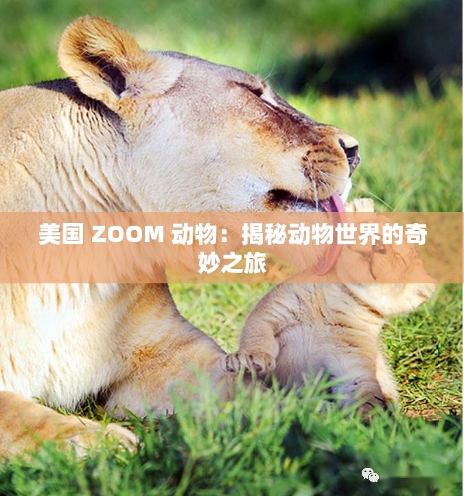 美国 ZOOM 动物：揭秘动物世界的奇妙之旅