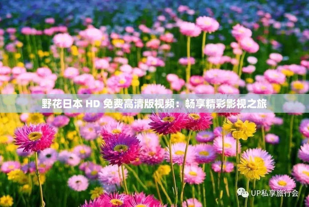 野花日本 HD 免费高清版视频：畅享精彩影视之旅
