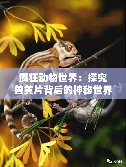 疯狂动物世界：探究兽黄片背后的神秘世界