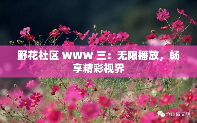 野花社区 WWW 三：无限播放，畅享精彩视界