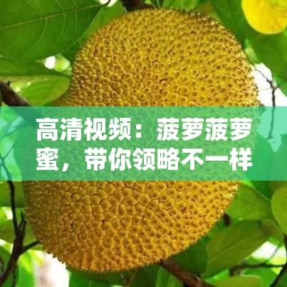 高清视频：菠萝菠萝蜜，带你领略不一样的世界