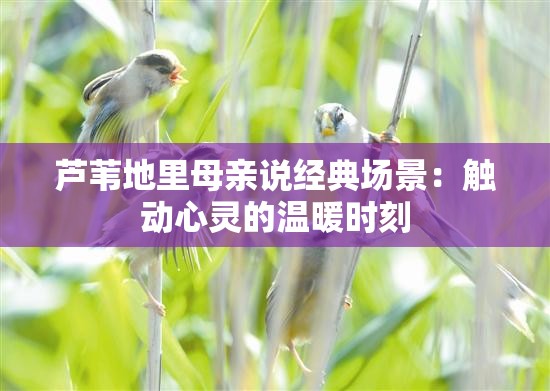 芦苇地里母亲说经典场景：触动心灵的温暖时刻