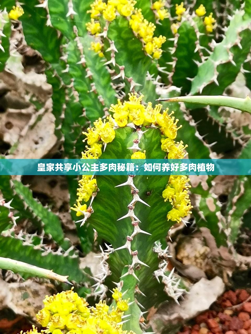 皇家共享小公主多肉秘籍：如何养好多肉植物