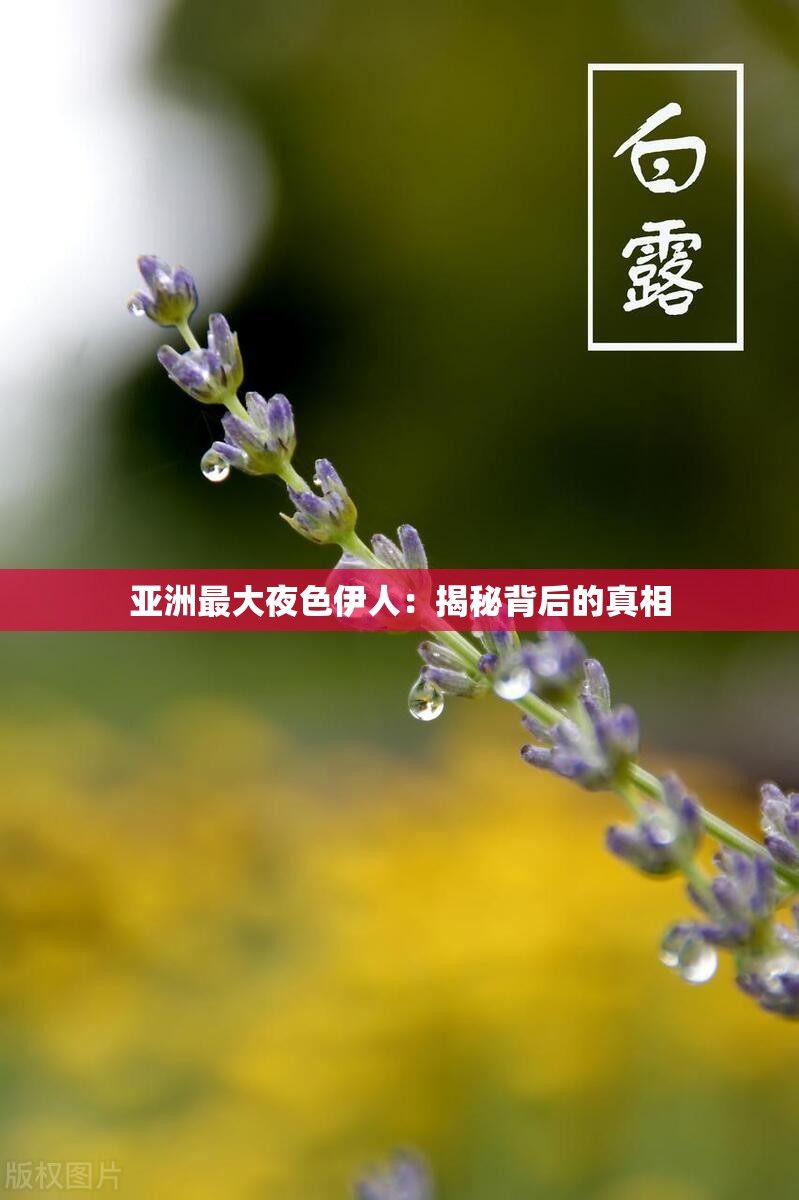 亚洲最大夜色伊人：揭秘背后的真相