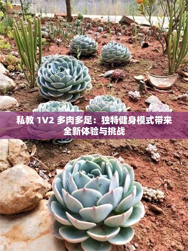 私教 1V2 多肉多足：独特健身模式带来全新体验与挑战