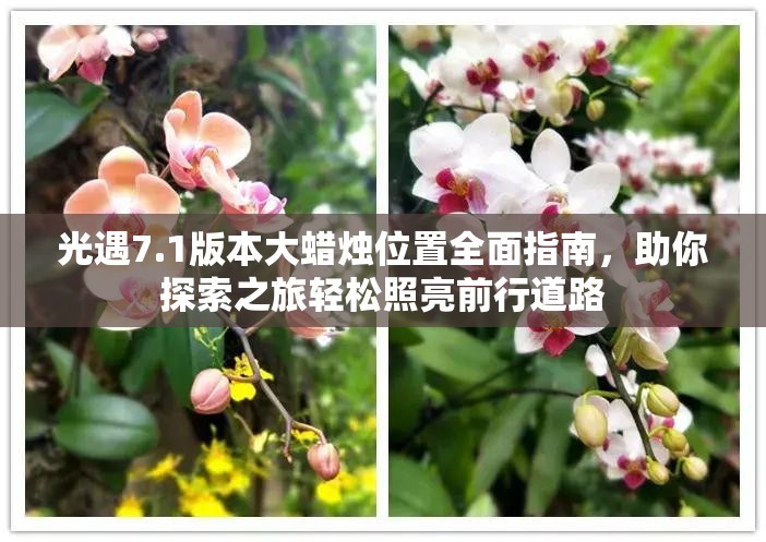 光遇7.1版本大蜡烛位置全面指南，助你探索之旅轻松照亮前行道路