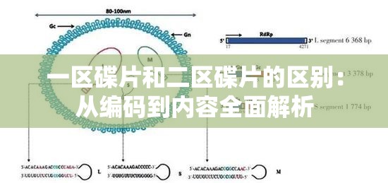 一区碟片和二区碟片的区别：从编码到内容全面解析