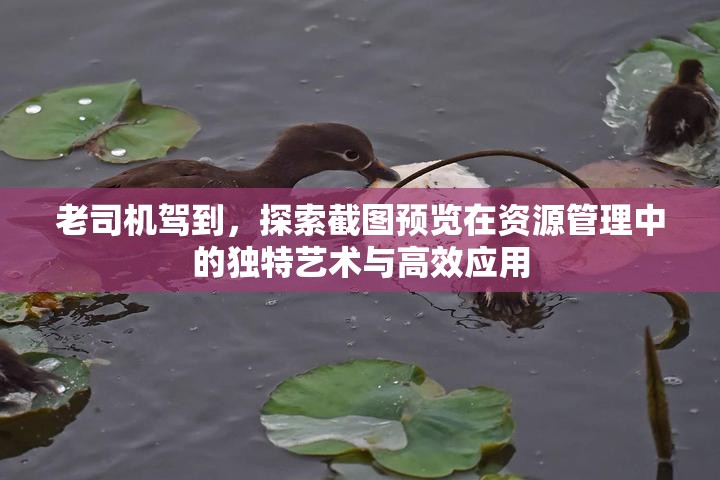 老司机驾到，探索截图预览在资源管理中的独特艺术与高效应用