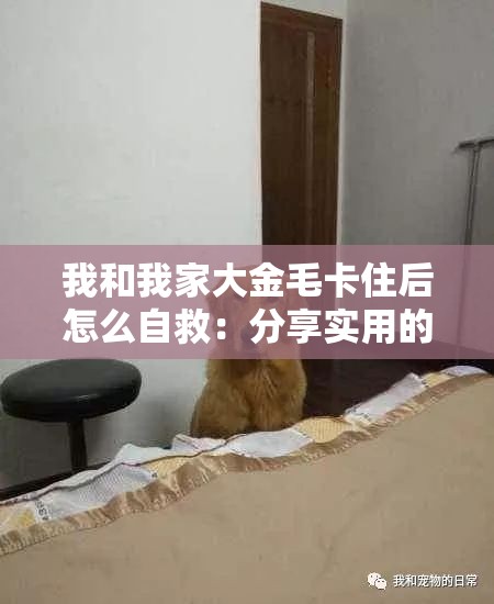 我和我家大金毛卡住后怎么自救：分享实用的脱困方法