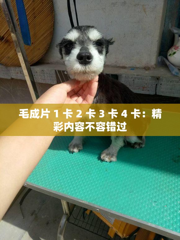毛成片 1 卡 2 卡 3 卡 4 卡：精彩内容不容错过