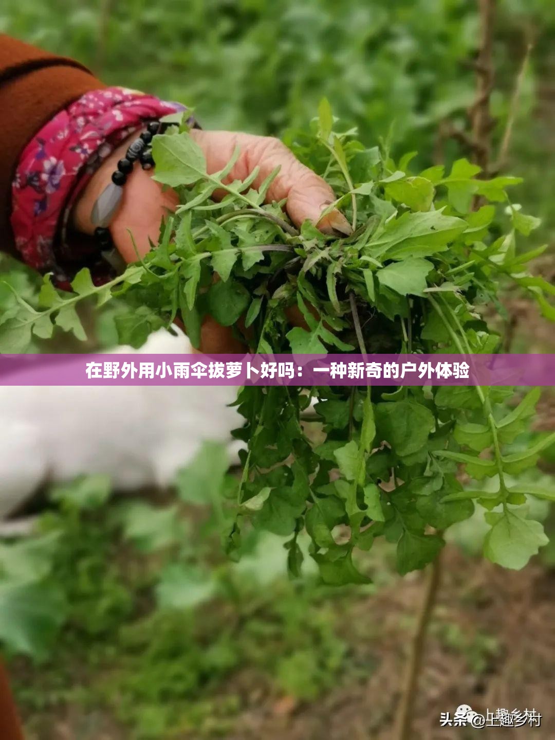在野外用小雨伞拔萝卜好吗：一种新奇的户外体验