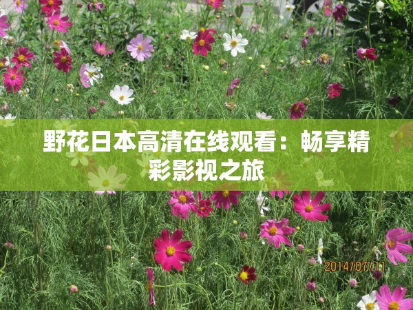 野花日本高清在线观看：畅享精彩影视之旅