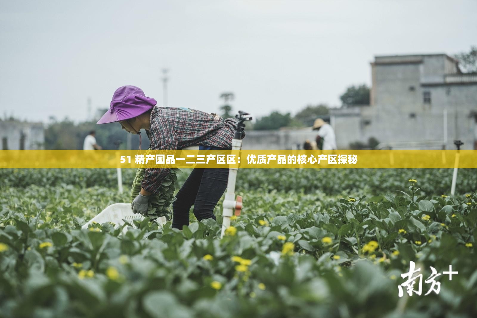 51 精产国品一二三产区区：优质产品的核心产区探秘