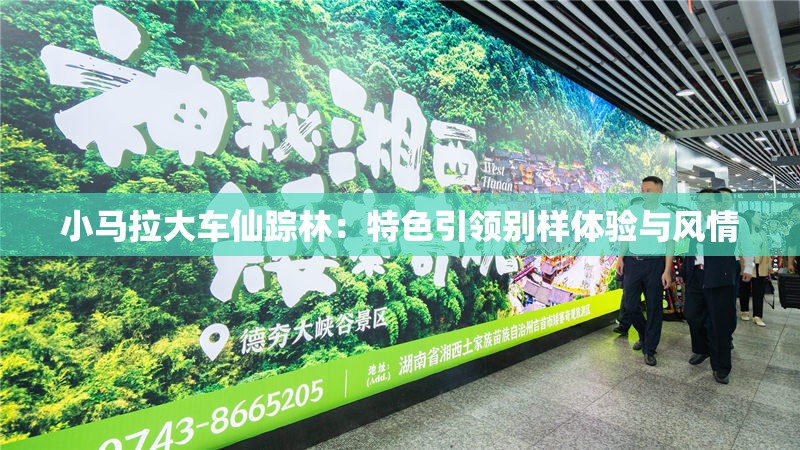 小马拉大车仙踪林：特色引领别样体验与风情