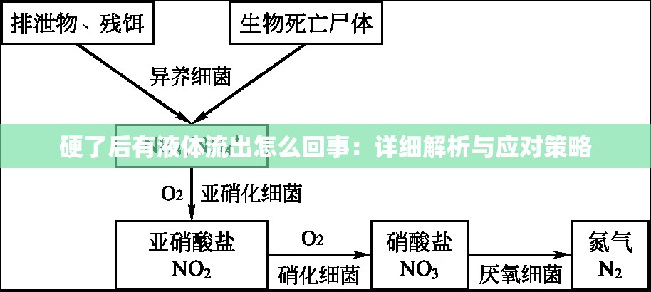 硬了后有液体流出怎么回事：详细解析与应对策略