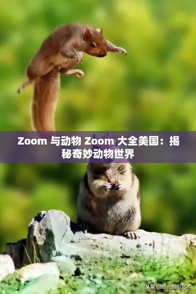 Zoom 与动物 Zoom 大全美国：揭秘奇妙动物世界