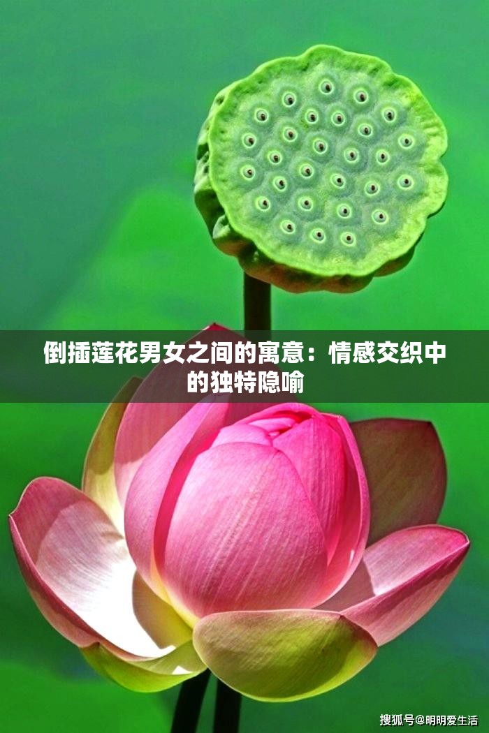 倒插莲花男女之间的寓意：情感交织中的独特隐喻