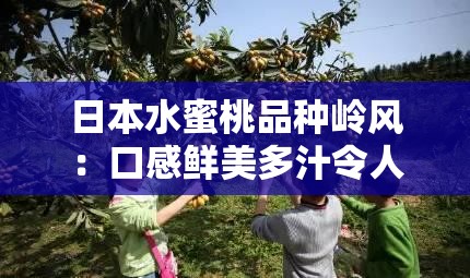 日本水蜜桃品种岭风：口感鲜美多汁令人陶醉的佳果