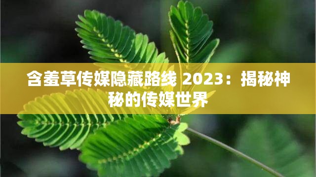 含羞草传媒隐藏路线 2023：揭秘神秘的传媒世界