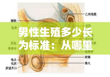 男性生殖多少长为标准：从哪里量？
