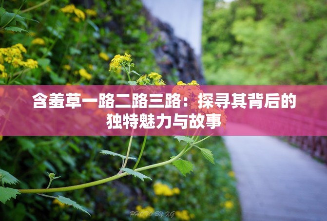 含羞草一路二路三路：探寻其背后的独特魅力与故事