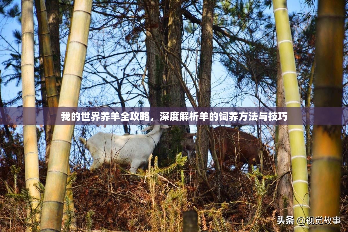 我的世界养羊全攻略，深度解析羊的饲养方法与技巧