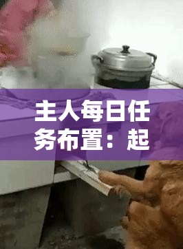 主人每日任务布置：起床、吃饭、遛弯、睡觉