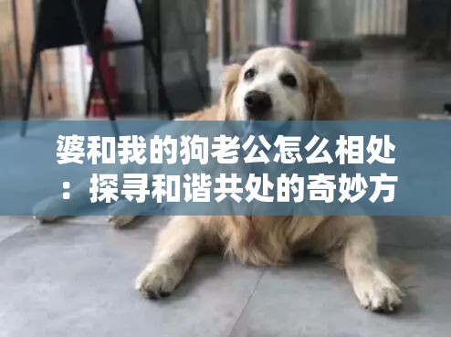 婆和我的狗老公怎么相处：探寻和谐共处的奇妙方式