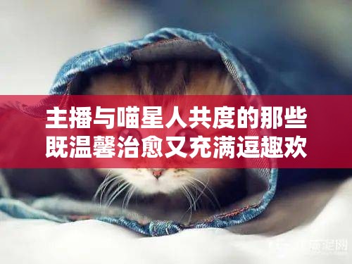 主播与喵星人共度的那些既温馨治愈又充满逗趣欢笑的日常瞬间