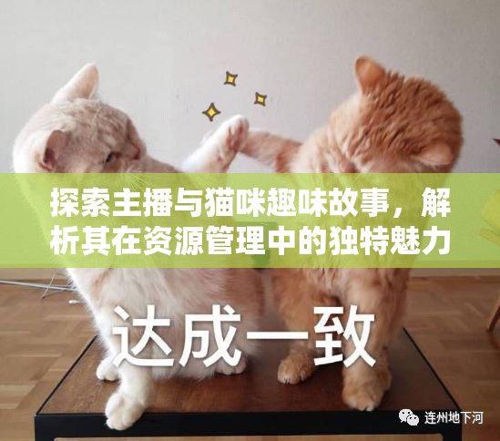 探索主播与猫咪趣味故事，解析其在资源管理中的独特魅力与重要性