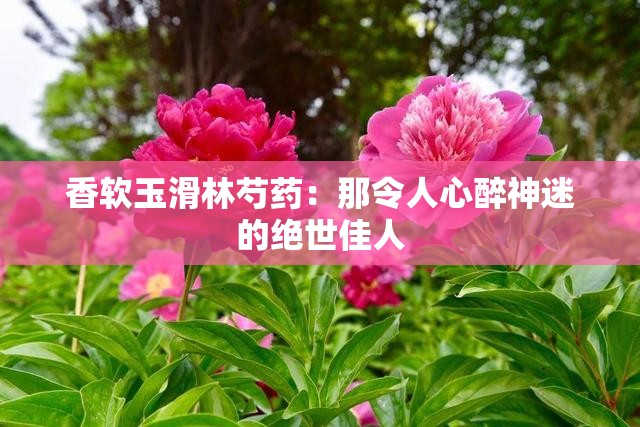 香软玉滑林芍药：那令人心醉神迷的绝世佳人
