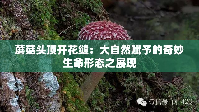 蘑菇头顶开花缝：大自然赋予的奇妙生命形态之展现