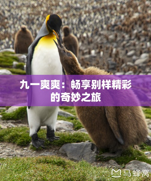 九一爽爽：畅享别样精彩的奇妙之旅