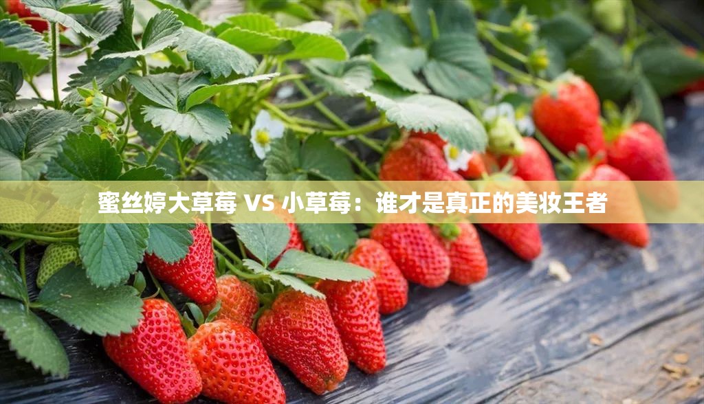 蜜丝婷大草莓 VS 小草莓：谁才是真正的美妆王者
