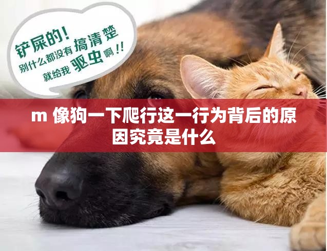 m 像狗一下爬行这一行为背后的原因究竟是什么