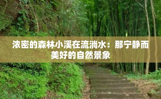 浓密的森林小溪在流淌水：那宁静而美好的自然景象