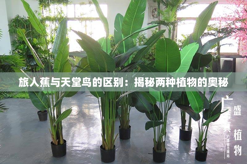 旅人蕉与天堂鸟的区别：揭秘两种植物的奥秘