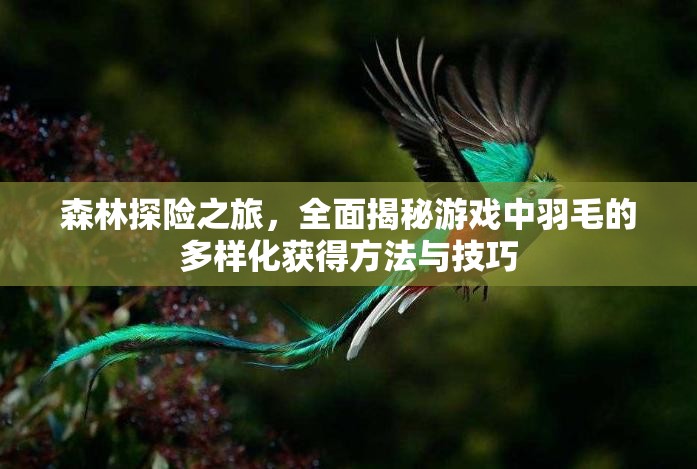 森林探险之旅，全面揭秘游戏中羽毛的多样化获得方法与技巧