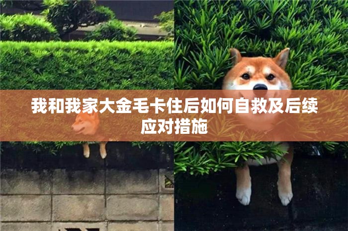我和我家大金毛卡住后如何自救及后续应对措施